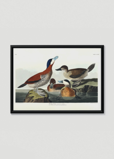 Plakat w drewnianej czarnej ramce: Ruddy Duck - ilustracja ptaków Johna Jamesa Audubona