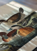 Zbliżenie na detale plakatu: Ruddy Duck - ilustracja ptaków Johna Jamesa Audubona