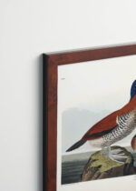 Plakat oprawiony w drewnianą brązową ramkę Vintage Italia: Ruddy Duck - ilustracja ptaków Johna Jamesa Audubona