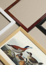 Widok z góry na cztery drewniane ramki, w jednej z nich oprawiony plakat Ruddy Duck - ilustracja ptaków Johna Jamesa Audubona
