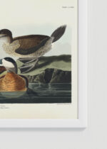 Zbliżenie na detale plakatu oprawionego w drewnianą białą ramkę od Plakatello®: Ruddy Duck - ilustracja ptaków Johna Jamesa Audubona