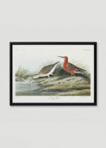 Plakat w drewnianej czarnej ramce: Ptaki Ameryki - Kwikła Curlew John James Audubon