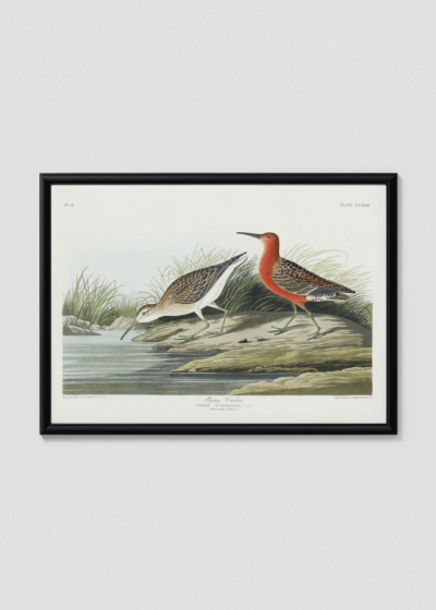 Plakat w drewnianej czarnej ramce: Ptaki Ameryki - Kwikła Curlew John James Audubon
