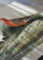 Zbliżenie na detale plakatu: Ptaki Ameryki - Kwikła Curlew John James Audubon