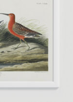Zbliżenie na detale plakatu oprawionego w drewnianą białą ramkę od Plakatello®: Ptaki Ameryki - Kwikła Curlew John James Audubon