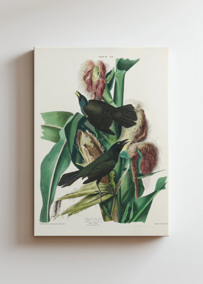 Purple Grackle - czarne ptaki na kukurydzy Audubon obraz na płótnie