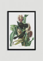 Plakat w drewnianej czarnej ramce: Purple Grackle - czarne ptaki na kukurydzy Audubon