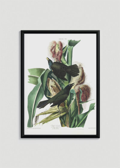 Plakat w drewnianej czarnej ramce: Purple Grackle - czarne ptaki na kukurydzy Audubon