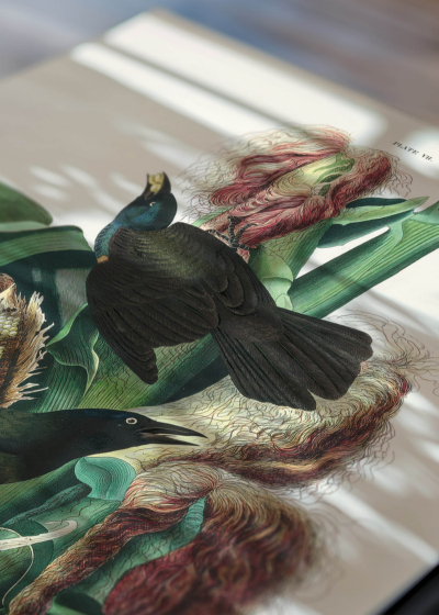 Zbliżenie na detale plakatu: Purple Grackle - czarne ptaki na kukurydzy Audubon