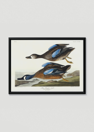 Plakat w drewnianej czarnej ramce: Cyraneczka karolińska John James Audubon ptaki Ameryki