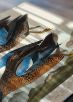 Zbliżenie na detale plakatu: Cyraneczka karolińska John James Audubon ptaki Ameryki