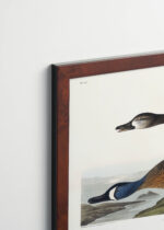 Plakat oprawiony w drewnianą brązową ramkę Vintage Italia: Cyraneczka karolińska John James Audubon ptaki Ameryki