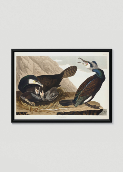 Plakat w drewnianej czarnej ramce: Kormorany Johna Jamesa Audubona z Birds of America