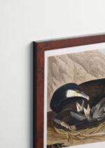 Plakat oprawiony w drewnianą brązową ramkę Vintage Italia: Kormorany Johna Jamesa Audubona z Birds of America