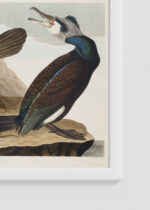Zbliżenie na detale plakatu oprawionego w drewnianą białą ramkę od Plakatello®: Kormorany Johna Jamesa Audubona z Birds of America