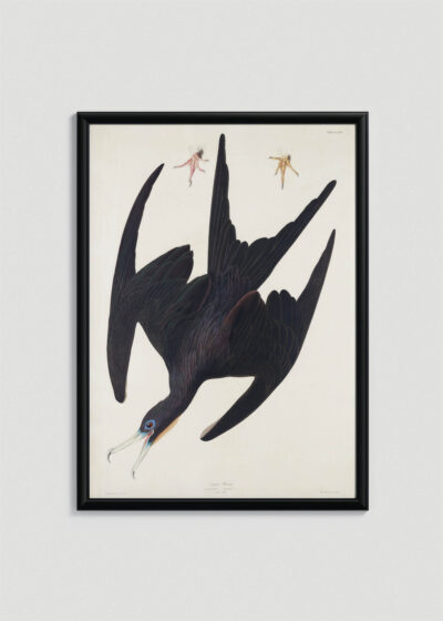 Plakat oprawiony w drewnianą brązową ramkę Vintage Italia: Fregata ptasica Johna Jamesa Audubona z Birds of America