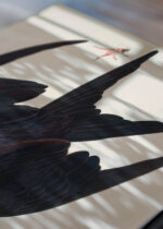 Widok z góry na cztery drewniane ramki, w jednej z nich oprawiony plakat Fregata ptasica Johna Jamesa Audubona z Birds of America