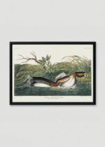 Plakat w drewnianej czarnej ramce: Perkoz Amerykański - John James Audubon Birds of America