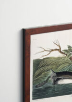 Plakat oprawiony w drewnianą brązową ramkę Vintage Italia: Perkoz Amerykański - John James Audubon Birds of America