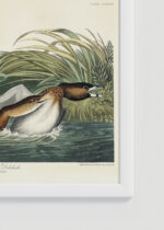 Zbliżenie na detale plakatu oprawionego w drewnianą białą ramkę od Plakatello®: Perkoz Amerykański - John James Audubon Birds of America