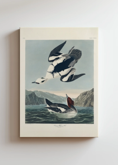 Smocza Biała Kaczka John James Audubon obraz na płótnie