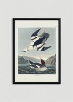 Plakat w drewnianej czarnej ramce: Smocza Biała Kaczka John James Audubon