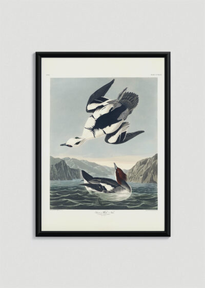 Plakat w drewnianej czarnej ramce: Smocza Biała Kaczka John James Audubon