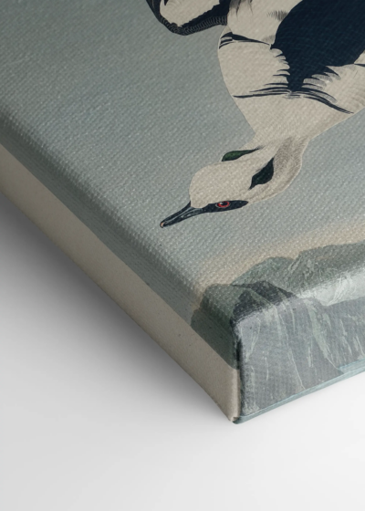Smocza Biała Kaczka John James Audubon obraz na płótnie