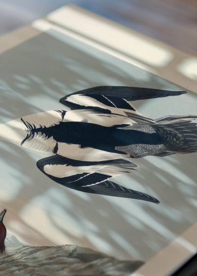 Zbliżenie na detale plakatu: Smocza Biała Kaczka John James Audubon