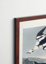 Plakat oprawiony w drewnianą brązową ramkę Vintage Italia: Smocza Biała Kaczka John James Audubon