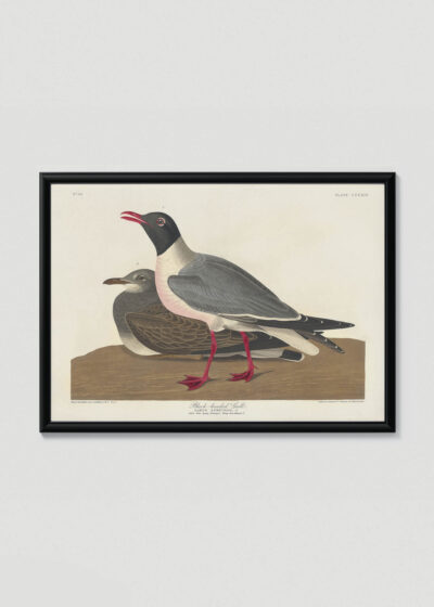 Plakat w drewnianej czarnej ramce: Mewa czarnogłowa - John James Audubon Birds of America