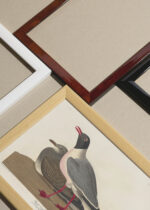 Widok z góry na cztery drewniane ramki, w jednej z nich oprawiony plakat Mewa czarnogłowa - John James Audubon Birds of America