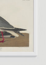 Zbliżenie na detale plakatu oprawionego w drewnianą białą ramkę od Plakatello®: Mewa czarnogłowa - John James Audubon Birds of America