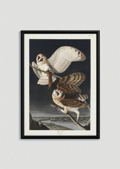 Plakat w drewnianej czarnej ramce: Sowy Płomykówki - ilustracja Johna Jamesa Audubona