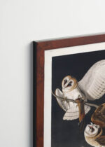 Plakat oprawiony w drewnianą brązową ramkę Vintage Italia: Sowy Płomykówki - ilustracja Johna Jamesa Audubona