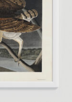 Zbliżenie na detale plakatu oprawionego w drewnianą białą ramkę od Plakatello®: Sowy Płomykówki - ilustracja Johna Jamesa Audubona