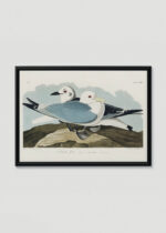 Plakat w drewnianej czarnej ramce: Kittiwake Gull - John James Audubon Birds of America