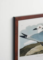 Plakat oprawiony w drewnianą brązową ramkę Vintage Italia: Kittiwake Gull - John James Audubon Birds of America