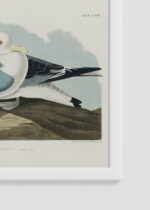 Zbliżenie na detale plakatu oprawionego w drewnianą białą ramkę od Plakatello®: Kittiwake Gull - John James Audubon Birds of America
