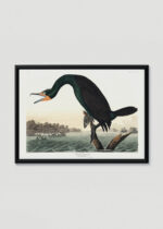 Plakat w drewnianej czarnej ramce: Kormoran florydzki John James Audubon Birds of America