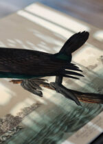 Zbliżenie na detale plakatu: Kormoran florydzki John James Audubon Birds of America