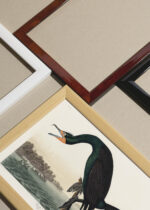 Widok z góry na cztery drewniane ramki, w jednej z nich oprawiony plakat Kormoran florydzki John James Audubon Birds of America