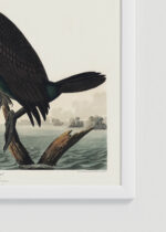 Zbliżenie na detale plakatu oprawionego w drewnianą białą ramkę od Plakatello®: Kormoran florydzki John James Audubon Birds of America