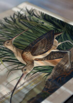 Zbliżenie na detale plakatu: Długodzioby batalion - John James Audubon