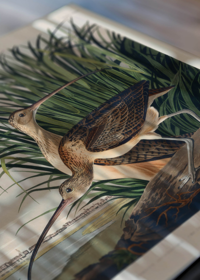Zbliżenie na detale plakatu: Długodzioby batalion - John James Audubon