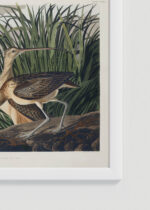 Zbliżenie na detale plakatu oprawionego w drewnianą białą ramkę od Plakatello®: Długodzioby batalion - John James Audubon
