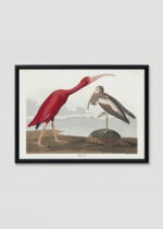 Plakat w drewnianej czarnej ramce: Szkarłatny Ibis - John James Audubon z Birds of America