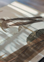 Zbliżenie na detale plakatu: Szkarłatny Ibis - John James Audubon z Birds of America