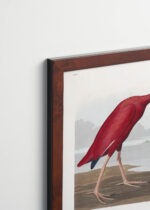 Plakat oprawiony w drewnianą brązową ramkę Vintage Italia: Szkarłatny Ibis - John James Audubon z Birds of America