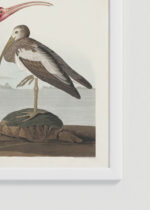 Zbliżenie na detale plakatu oprawionego w drewnianą białą ramkę od Plakatello®: Szkarłatny Ibis - John James Audubon z Birds of America